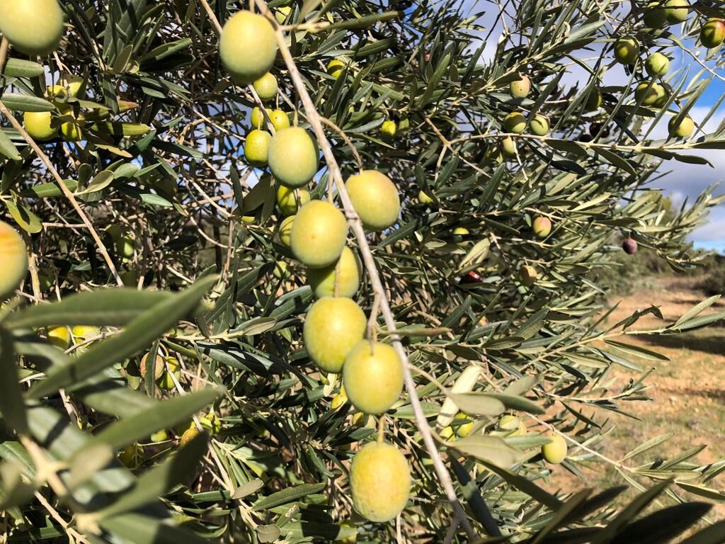Aceitunas verdes en la rama