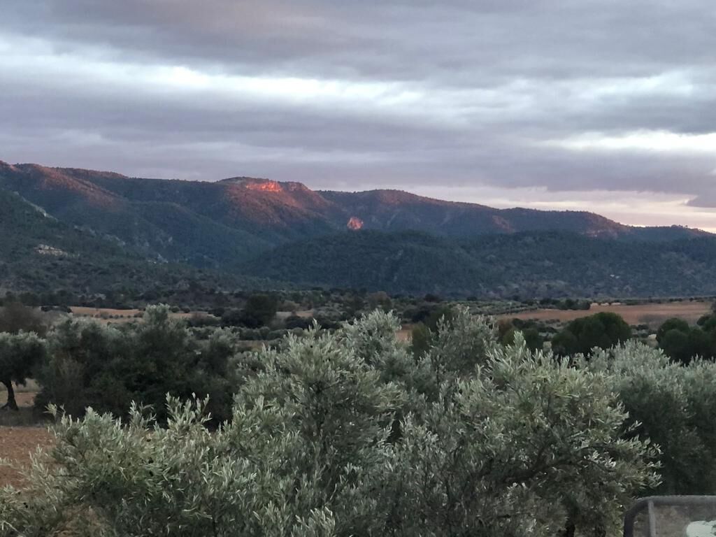 Olivar y sierra al atardecer