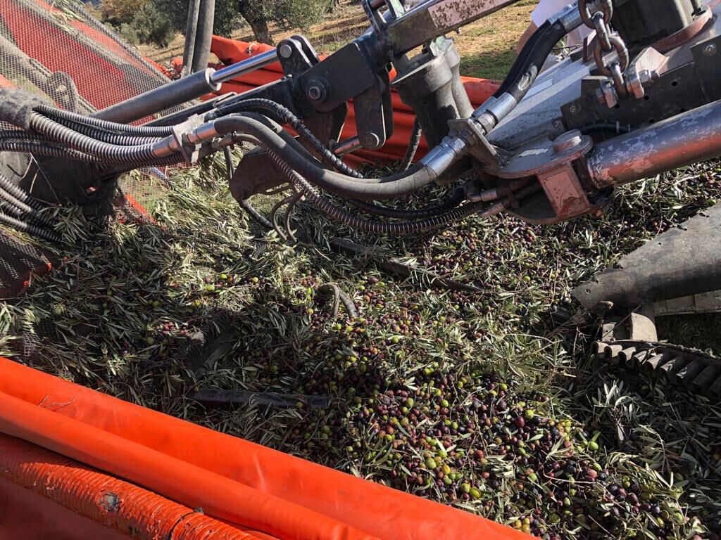 Aceituna madura recogida con hojas y ramas
