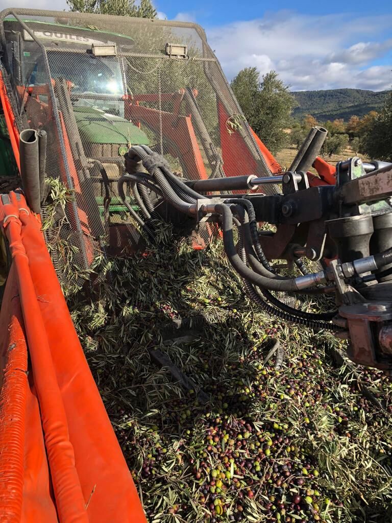 Aceituna recién recogida en la tolva del tractor