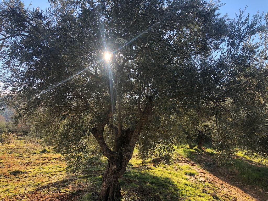 Tronco de un olivo centenario con el sol entre las ramas