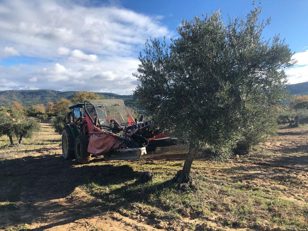 Olivo junto al tractor durante la cosecha