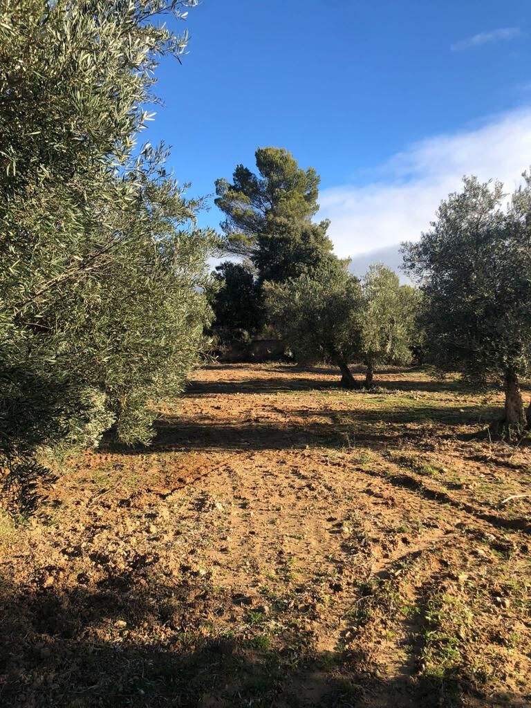 Olivar en secano entre pinos