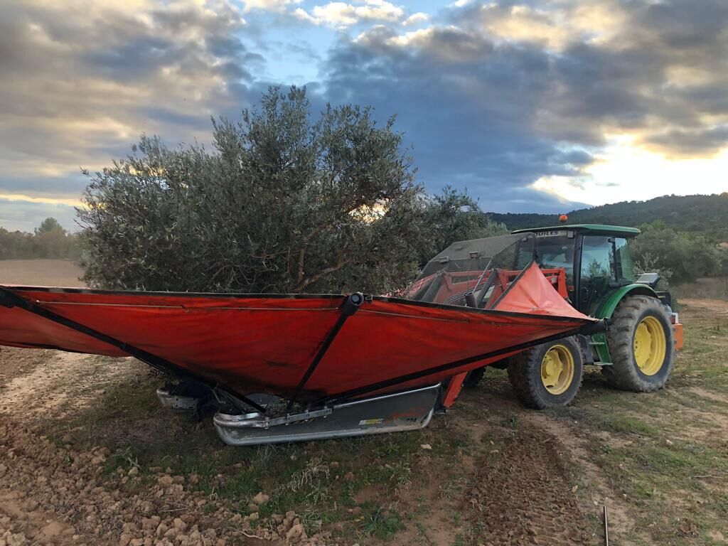 Tractor recogiendo aceituna con la lona