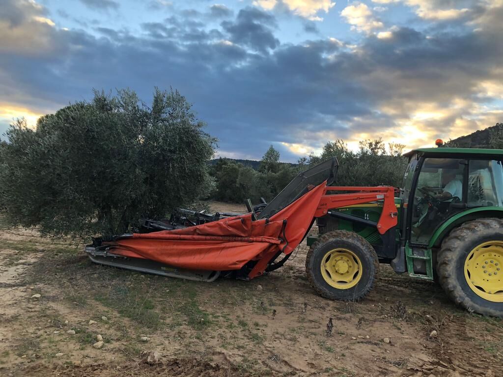 Tractor con el paraguas recogiendo aceituna bajo un olivo